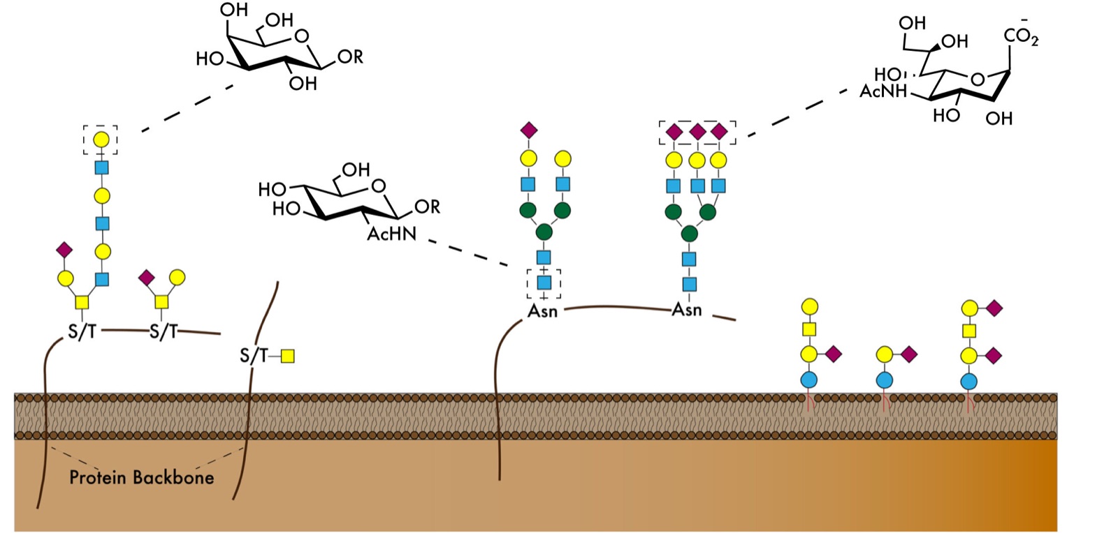 Schematic of glycans attached to proteins at the cell surface, drawn with standard glycan symbols